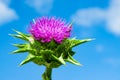 The purple flower is a medicinal plant Silybum marianum with leaves,