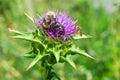 The purple flower is a medicinal plant Silybum marianum with leaves,