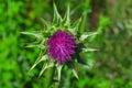 The purple flower is a medicinal plant Silybum marianum with leaves,