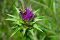 The purple flower is a medicinal plant Silybum marianum with leaves,