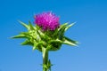The purple flower is a medicinal plant Silybum marianum with leaves,