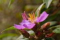 Purple flower of Melastoma