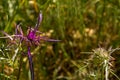 Purple flower of milk thistle (Centaurea iberica) with large thorns Royalty Free Stock Photo