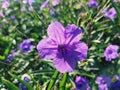 Purple flower mounding plant beach plant Royalty Free Stock Photo