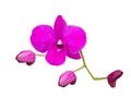 Purple flower name is orchid bloom on beautiful,In Bangkok Thailand,White background Royalty Free Stock Photo