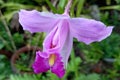 Purple flower natural color background in the garden