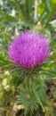 Purple Flower in the natural garden