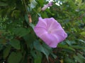 Purple flower natural plant pentagon