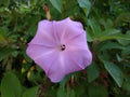 Purple flower natural plant pentagon