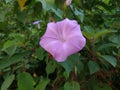 Purple flower natural plant pentagon