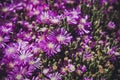 Purple flower, nature background, botany close up, beautiful garden