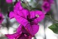 A purple flower among nature