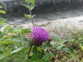 Purple Flower Near Small Sater Dam Banjar City July 2023 Royalty Free Stock Photo