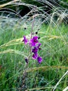 Purple flower with needlegrass Royalty Free Stock Photo