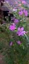 purple flower or one thousand star flower