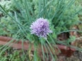 Purple flower on onion plant in herb garden Royalty Free Stock Photo