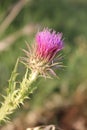 Purple flower of onopordum acanthium