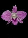 Purple orchid on a bright black background