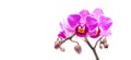 Purple flower orchid isolated on white background. Royalty Free Stock Photo