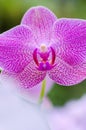 Purple Flower of orchidea. detail Royalty Free Stock Photo