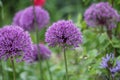 Purple flower of Ornamental Onion Allium aflatunense plant close-up Royalty Free Stock Photo