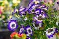 Purple flower Osteospermum known as daisybush or African daisy. blurred background Royalty Free Stock Photo