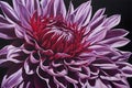 purple flower painting on black background, giant purple dahlia flower head Royalty Free Stock Photo