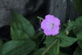 Purple flower peeping out of a niche in front of the house Royalty Free Stock Photo