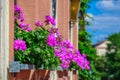 Purple flower Pelargonium, Geranium on the balcony Royalty Free Stock Photo