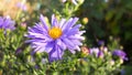 Purple flower of perennial autumn aster