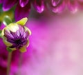 Purple flower petal background Royalty Free Stock Photo