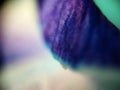 Purple flower petal macroscopic