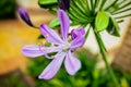 Purple Flower Petal Pink Flower Closeup of spring plant