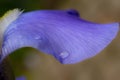 Purple flower petal with water droplets Royalty Free Stock Photo