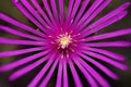 Purple flower petals