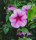 Purple flower Petunia with green leaves