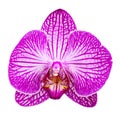 Purple flower phalaenopsis orchid isolated on white background Royalty Free Stock Photo