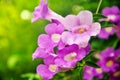 Purple flower on plant background, beautiful Purple petunia flowers