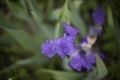 Purple flower. Plant in garden in summer. Details of nature Royalty Free Stock Photo