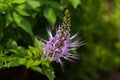 Purple flower of Purple Cat`s Whiskers growing in tropical area