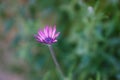 Purple flower with purple polen