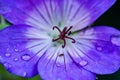 Purple flower rain drops macro Royalty Free Stock Photo