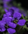 Purple flower