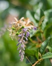 Purple flower is ready to blossom