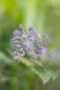 Purple flower is ready to shine with sunrise