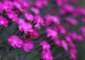 Purple flower and a red flower. Royalty Free Stock Photo
