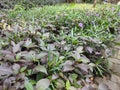 Purple flower, red and green leaves Royalty Free Stock Photo