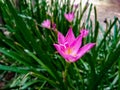 Purple flower of a rosy rain lily growing in the garden.