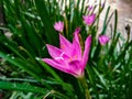 Purple flower of a rosy rain lily growing in the garden.