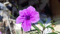 purple flower Ruellia brittoniana